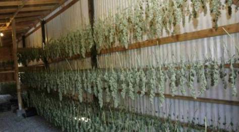 drying_cannabis_buds
